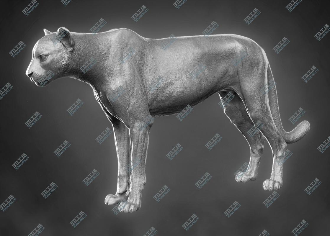 images/goods_img/2021040162/3D Cheetah/2.jpg